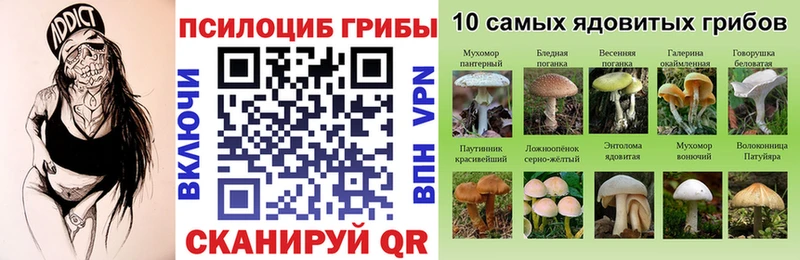 где найти   Старая Русса  Псилоцибиновые грибы Cubensis 